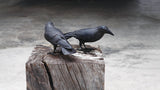 Raven | Decorative | Object
